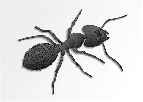 As well as targeting ants. Carpenter Ant Control - Greenville, Spartanburg, Anderson, Columbia SC