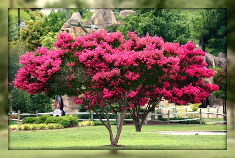 Living In Williamsburg Virginia Crepe Myrtle Trees In Bloom