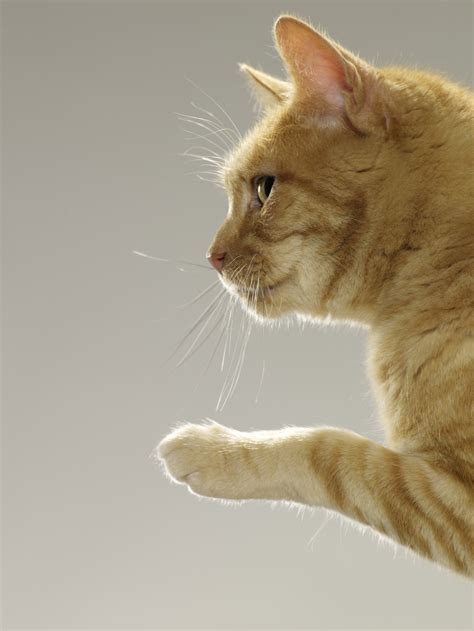 A Reader Asks Do Cats Show A Preference For Using One Paw Over The