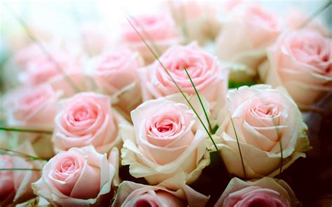 Download Wallpapers Rose Bouquet Pink Roses Beautiful Bouquet Roses