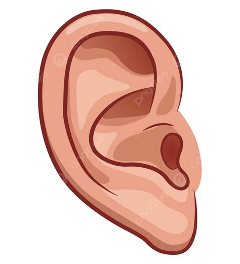 Vector Ear On White Background Background Human Listening Vector