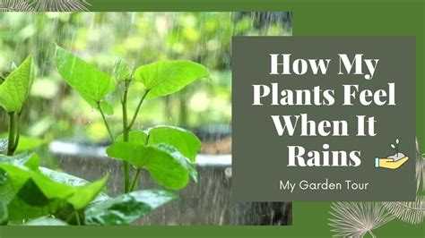 My Garden Tour In The Rain Lets See How My Plants Feel When It