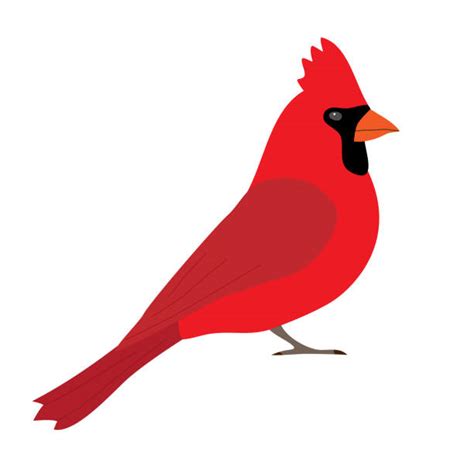 580 Bird Nature Feathers Wildlife Red Feather Birds Wild Beak Cartoons
