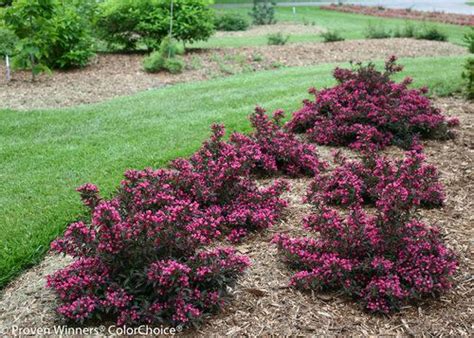 Browse our convenient collection to find all the shrubs and vines we offer for usda hardiness zone 5. weigla zone 5 - Google Search | deer resistant evergreens ...