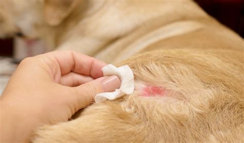 4 Best Dog Ringworm Treatment Home Remedies And Their Safety