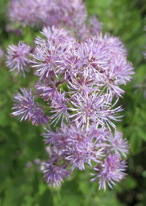 Meadow Rue Full Shade Plants Flowers Rabbit Resistant Plants