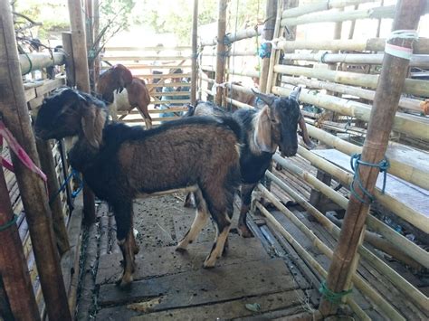 Hewan qurban kambing harga terjangkau - Soleh Aqiqah
