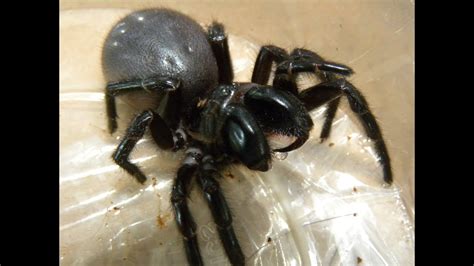 It's true when they say. Sydney Funnel-web Spider - 10 Freaky Facts - YouTube