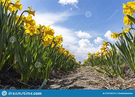 Long Rows Of Sunlit Yellow Wild Daffodils Under An Exciting Cloudy Sky