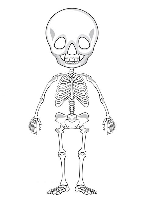 Human Skeletal System Drawing At Explore