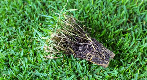 The deep green color of empire zoysia makes any landscape look manicured and healthy. What are Sod Plugs and How to Use Them | Zoysia grass plugs, Zoysia grass, Grass plugs