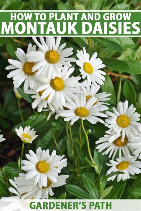 Nipponanthemum nipponicum es el género actual de las margaritas de montauk daisy care es bastante simple. How to Grow Montauk Daisies | Gardener's Path