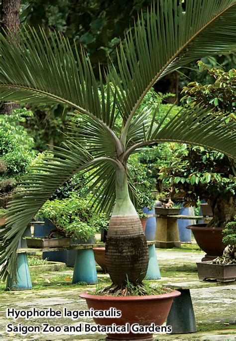 A common misconception is the belief that any kind of soil will work. Container Grown Bottle Palms - DISCUSSING PALM TREES ...