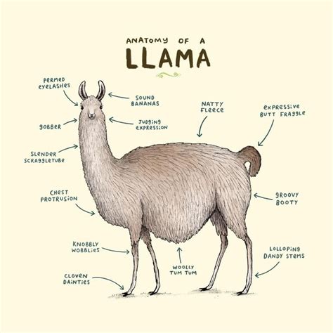Pin By Spity Whiteface On Llamitas Llama Llama Face Funny Llama