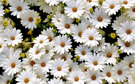 20 excellent daisy flower wallpaper aesthetic you can save it at no cost aesthetic arena