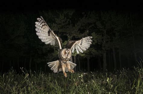 Amazing Photos Of Nocturnal Animals
