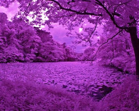 Purple Nature Photography