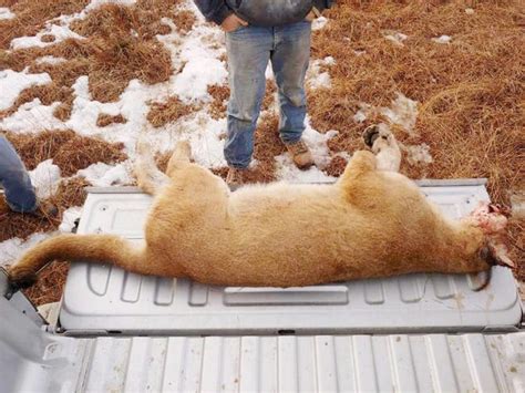 Mountain Lion Carcass Found By Hunters