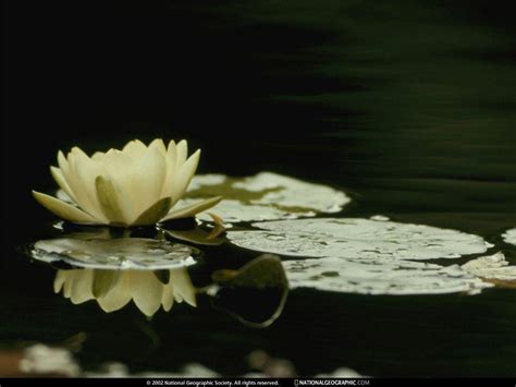 Wallpaper Lily Pad Background Douroubi