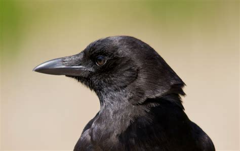 Wallpaper Black Profile Raven Wildlife Beak Jay View Fauna