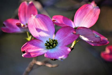 Pink Dogwood Photograph By Tracy Gough Fine Art America