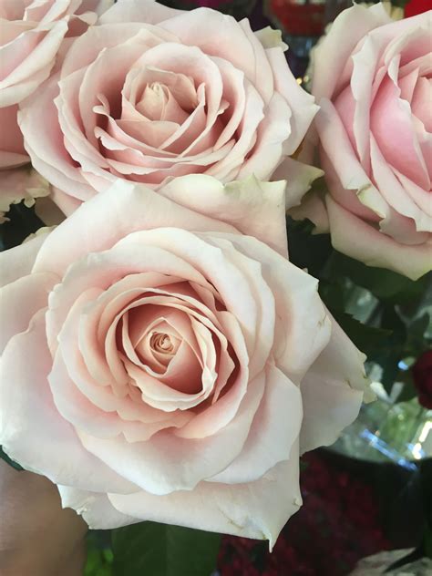 Sweet Avalanche Roses For A Wedding Bouquet Blush Wedding Flowers