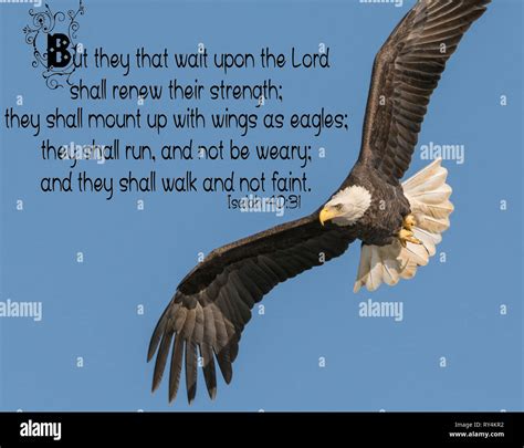 Bald Eagle Isaiah 4031 Bible Verse Quote Stock Photo Alamy