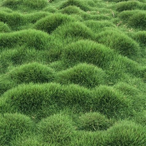 Buy No Mow Zoysia Grass On The Plant Hub