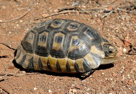 Angulate Tortoise Chersina Angulata Anysberg Nature Rese Flickr