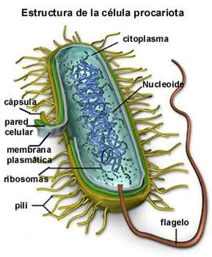 Estructura De Una Bacteria Mi Pagina