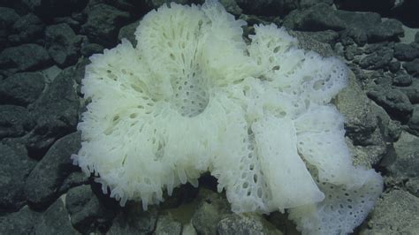 The Secrets Of Deep Sea Sponges Nautilus Live