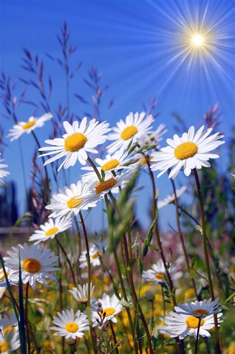 Field Of Daisies Stock Image Image Of Camomile Ecology 9706089