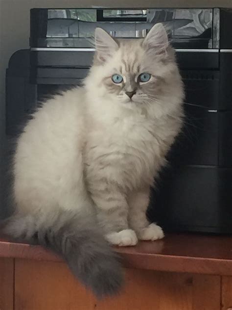 Saban Blue Lynx Point With White Siberian Kitten Cat Born 5916