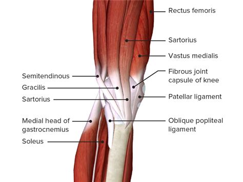 Thigh Anatomy Concise Medical Knowledge