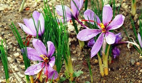 People buy flowers to convey messages. Can I grow saffron bulbs and harvest my own saffron? Yes ...