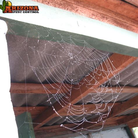 Types Of Spider Webs