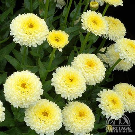 Plant Profile For Leucanthemum × Superbum ‘luna Yellow Shasta Daisy