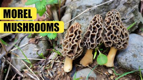 Morel Mushroom Harvesting Find Morel Mushroom Youtube