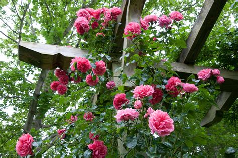 How To Train A Climbing Rose To A Trellis