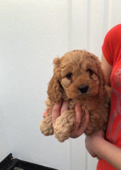 Just a few of our past cockapoo puppies now with their forever families. Cockapoo Puppies For Sale | Austin, TX #296630 | Petzlover