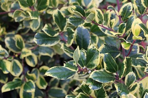 Several clones have arisen from deliberate crosses between ilex aquifolium and two subspecies of i. Ilex x altaclerensis 'Golden King' (7.5 Litre)