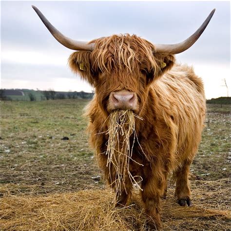 Highland Cattle Alchetron The Free Social Encyclopedia