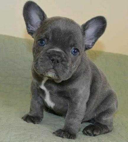 Three females and three males. French Bulldog Puppies available For Rehoming FOR SALE ...