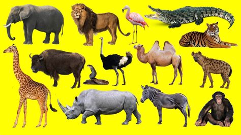 Learning Wild Animals Names And Sounds For Kids In English