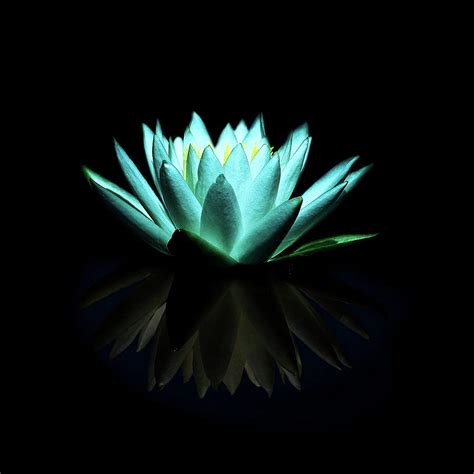 Blue Water Lily By The Photography Factory