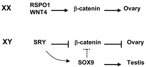 Sry Inhibition Of Wnt β Catenin Pathway During Sex Determination Model Download Scientific