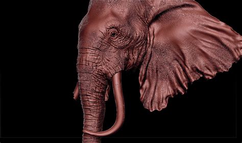 Realistic Elephant Face 3d Printable Model Cgtrader
