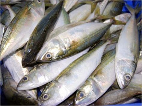 Kembung adalah nama sekelompok ikan laut yang tergolong ke dalam marga rastrelliger, suku scombridae.meskipun bertubuh kecil, ikan ini masih sekerabat dengan tenggiri, tongkol, tuna, madidihang, dan makerel.di ambon, ikan ini dikenal dengan nama lema atau tatare, di makassar disebut banyar atau banyara.dari sini didapat sebutan kembung banjar. Harga Ikan Kembung RM 20 Sekilo! - Umpan