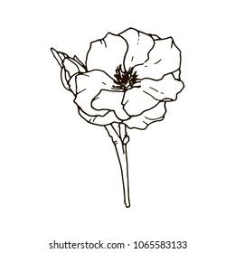 White Camelia Images, Stock Photos & Vectors | Shutterstock