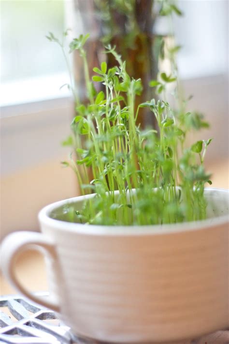 how to grow your own lentil sprouts bs in the kitchen
